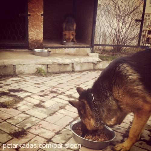 leon Erkek Alman Çoban Köpeği