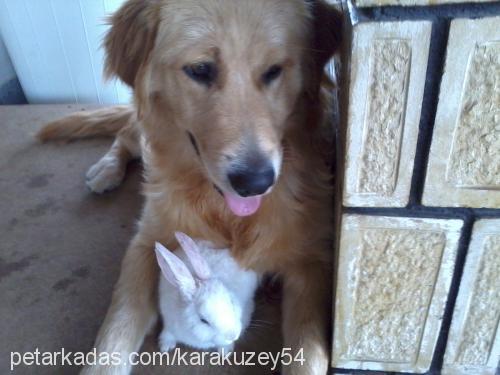 lady Dişi Golden Retriever