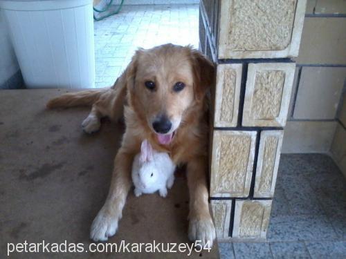 lady Dişi Golden Retriever