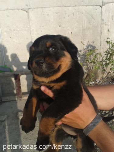 ateş Dişi Rottweiler