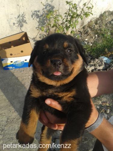 ateş Dişi Rottweiler