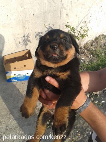 ateş Dişi Rottweiler