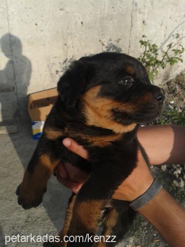 ateş Dişi Rottweiler