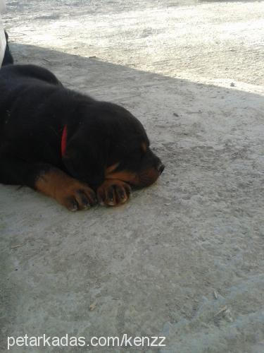 barut Erkek Rottweiler