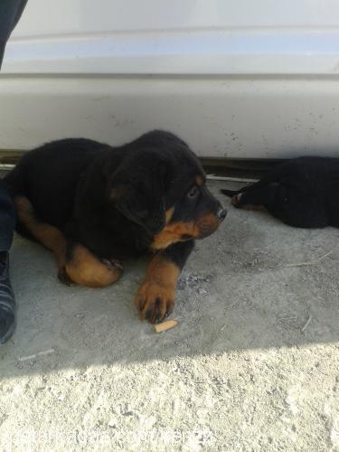 barut Erkek Rottweiler