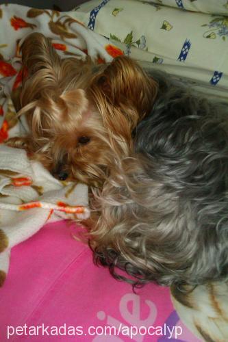 prenses Dişi Yorkshire Terrier