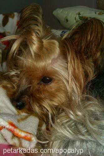 prenses Dişi Yorkshire Terrier