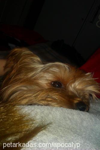 prenses Dişi Yorkshire Terrier