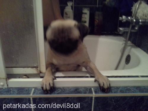 hachiko Dişi Pug