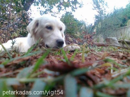 lusi Dişi Golden Retriever