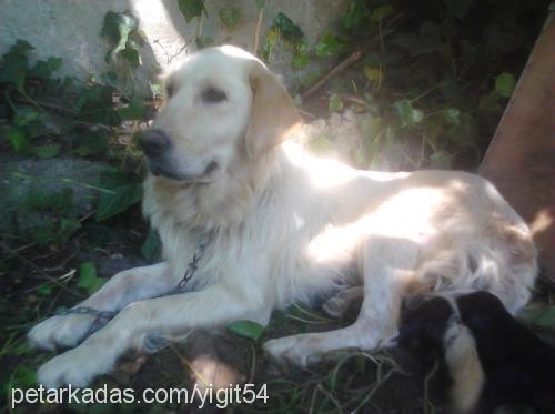 lusi Dişi Golden Retriever