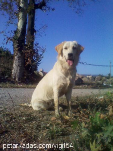 lusi Dişi Golden Retriever