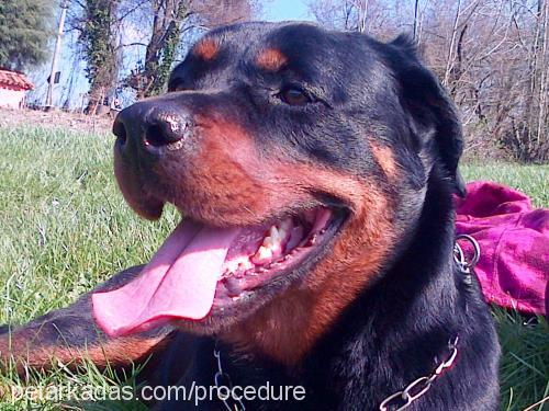 lona Dişi Rottweiler