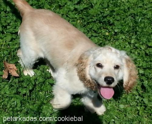 bal Dişi Amerikan Cocker Spaniel