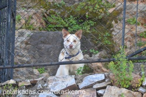 boncuk Dişi Bull Terrier