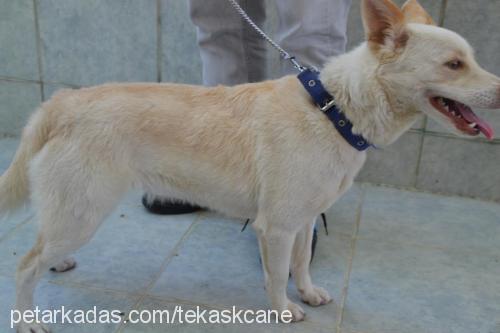 boncuk Dişi Bull Terrier