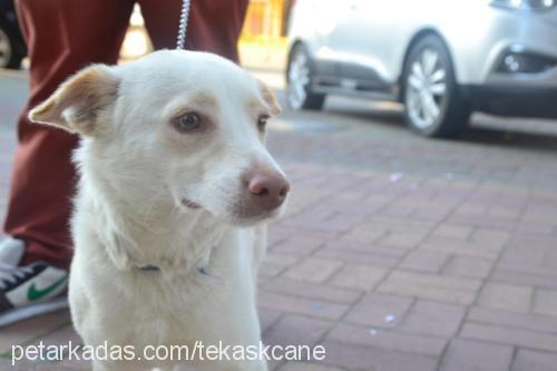 boncuk Dişi Bull Terrier