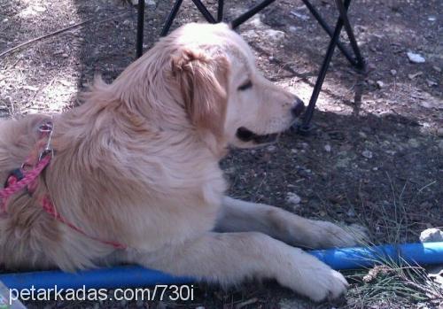 fıstık Dişi Golden Retriever