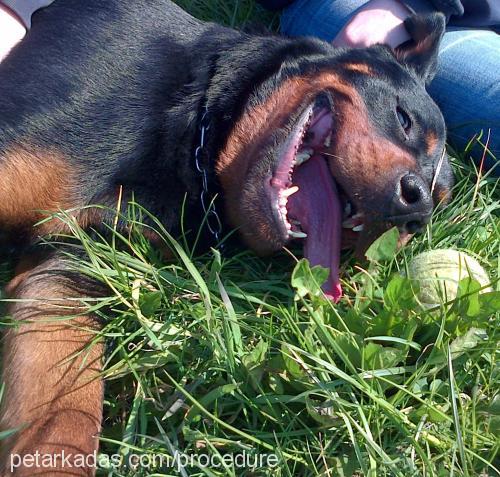 lona Dişi Rottweiler