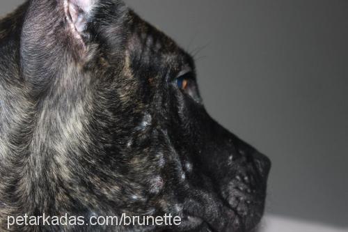 bella Dişi Cane Corso Italiano