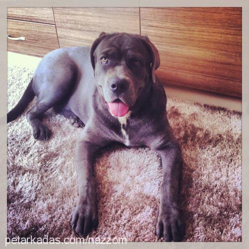 nazar Dişi Cane Corso Italiano