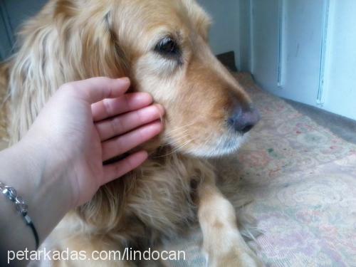 lİnda Dişi Golden Retriever