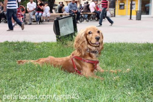 tarçın Dişi İngiliz Cocker Spaniel