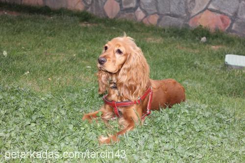 tarçın Dişi İngiliz Cocker Spaniel