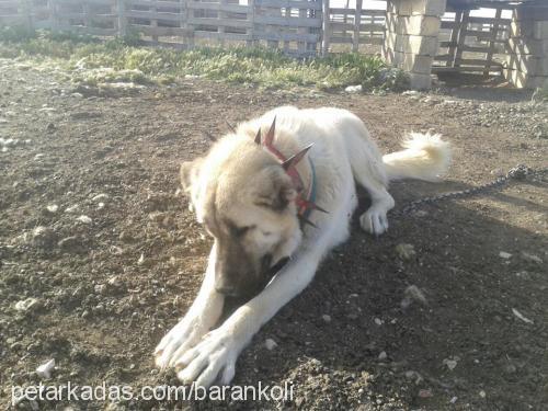 akkuş Erkek Kangal