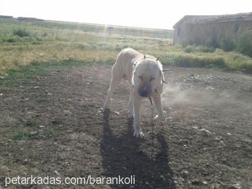 akbaba Erkek Kangal