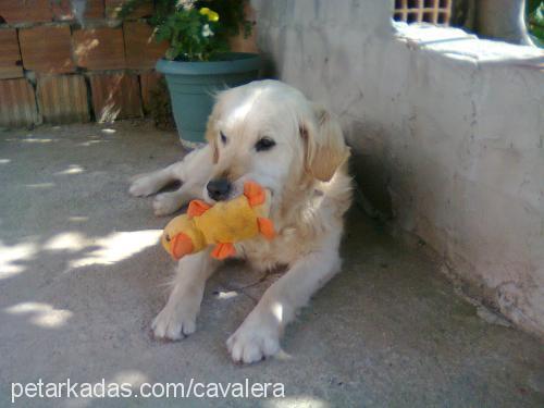 ice Dişi Golden Retriever