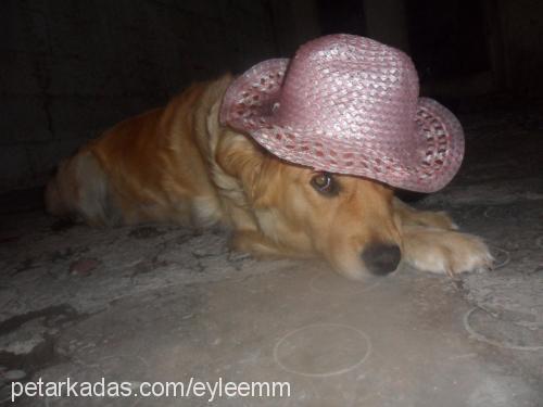 maya Dişi Golden Retriever