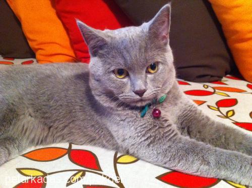 paşa Erkek British Shorthair