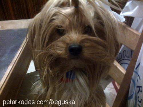 paşa Erkek Yorkshire Terrier