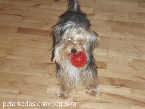 paşa Erkek Yorkshire Terrier