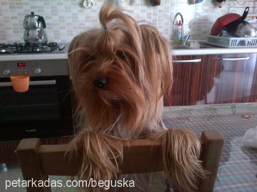 paşa Erkek Yorkshire Terrier