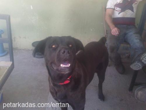 hera Dişi Cane Corso Italiano