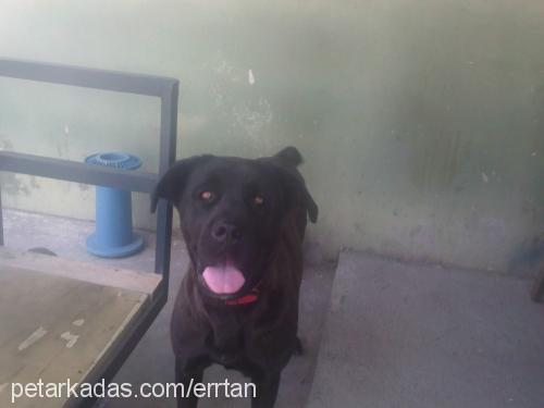 hera Dişi Cane Corso Italiano