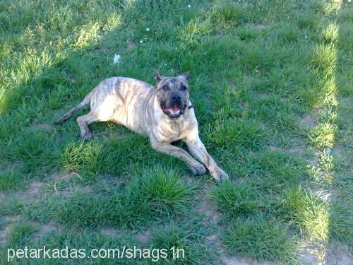 monroe Dişi İspanyol Mastiff