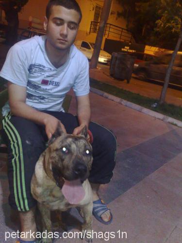 monroe Dişi İspanyol Mastiff