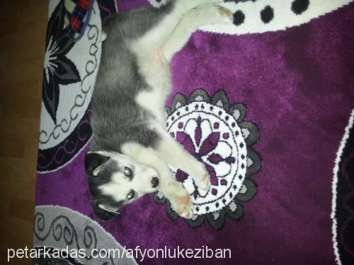 keziban Dişi Sibirya Kurdu (Husky)