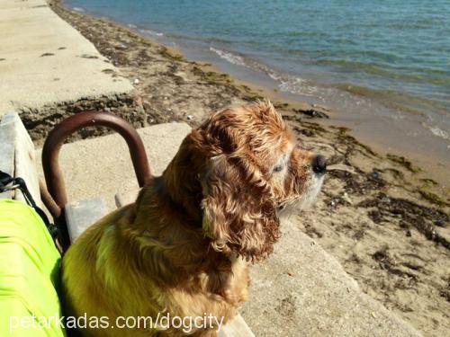 cans Dişi Amerikan Cocker Spaniel