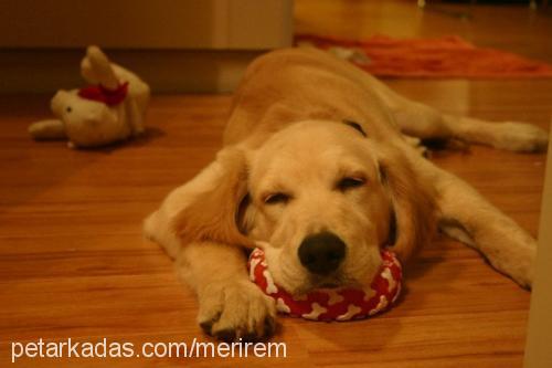 lewis Erkek Golden Retriever