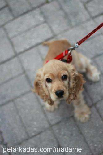 bambam Erkek Amerikan Cocker Spaniel