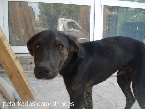 Çakıl Erkek Labrador Retriever