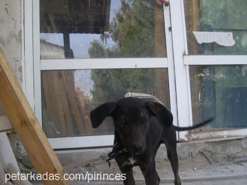 Çakıl Erkek Labrador Retriever