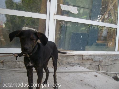 Çakıl Erkek Labrador Retriever