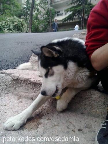 lucky Erkek Sibirya Kurdu (Husky)