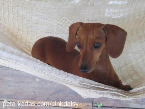 daisy Dişi Dachshund