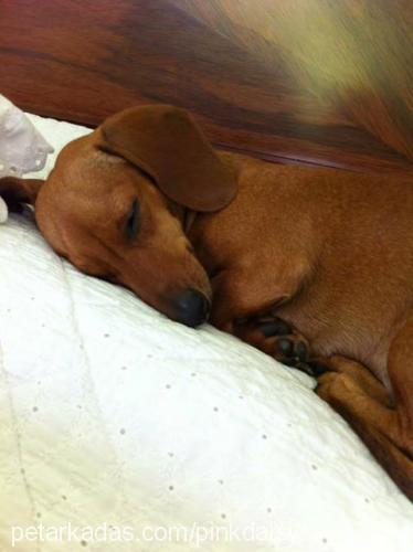 daisy Dişi Dachshund